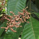 Miconia trinervia Fruit