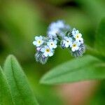 Myosotis arvensis পাতা