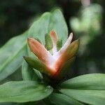 Freycinetia verruculosa Flower