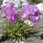 Armeria alpina Other