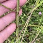 Agalinis tenuifolia Écorce