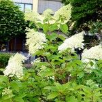 Hydrangea paniculata 整株植物