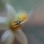 Solanum diphyllum 花