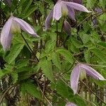 Clematis alpina Libunga