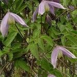 Clematis alpina 形態