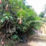 Brugmansia sanguinea Flor