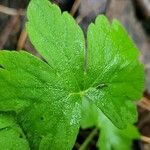 Geranium aculeolatum Leaf