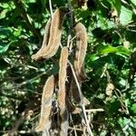 Mucuna pruriens Gyümölcs