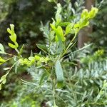 Eucalyptus parvula Hoja