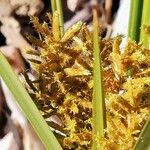 Cyperus esculentus Virág