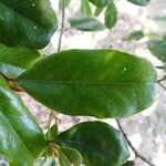 Diospyros impolita 葉