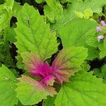 Chenopodium giganteum Leaf