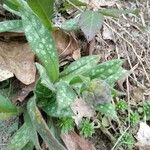 Pulmonaria longifolia 葉