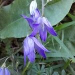 Campanula rapunculusᱵᱟᱦᱟ