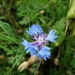 Centaurea cyanus Flor