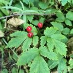 Actaea rubra पत्ता