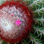 Melocactus intortus Flower