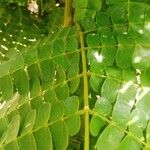 Albizia adianthifolia Leaf