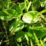 Parnassia palustris Blad