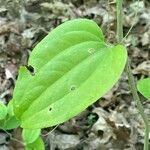 Smilax rotundifolia Листок