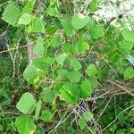 Erythrina velutina पत्ता