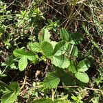 Fragaria moschata Folio