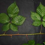 Rubus nessensis Other