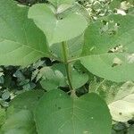 Cornutia pyramidata Leaf