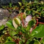 Begonia hirtella Blomma