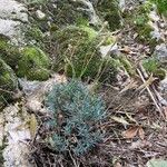 Dianthus lusitanus Habit