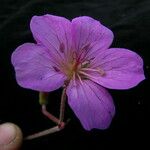 Geranium donianum Квітка