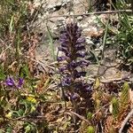 Orobanche lavandulacea Blomst