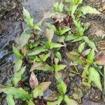 Persicaria hydropiper Листок