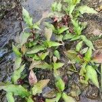 Persicaria hydropiper叶