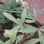 Zanthoxylum asiaticum पत्ता