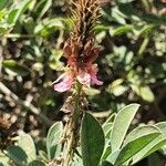 Indigofera schimperi 花