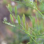 Andrographis paniculata फल