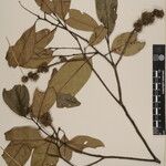 Castanopsis echinocarpa Altres