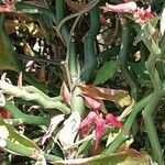 Euphorbia tithymaloides Blüte