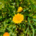 Calendula arvensisFlower