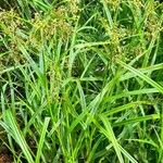 Scirpus sylvaticus Costuma