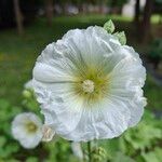 Alcea roseaFiore