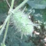 Echinopepon racemosus ফল