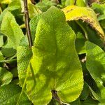 Phlomis russelianaYaprak