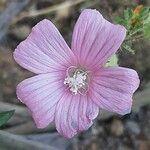 Malva hispanica Blomma