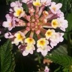 Lantana camaraΛουλούδι