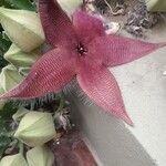 Stapelia hirsutaRinde