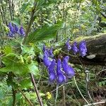 Aconitum variegatum Virág