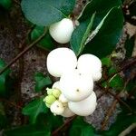 Symphoricarpos albus Fruit