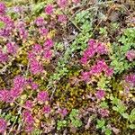 Thymus pulegioidesBlüte